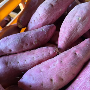 『鳴門金時』貯蔵熟成済み　2L以上の大きいサイズ