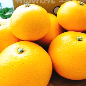 自慢の八朔『大中混合』9 kg（箱込）送料無料100