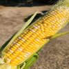 島育ちの口いっぱいに広がる甘い幸せ♪特選 とうもろこし 甘々娘　５本入り
