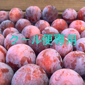 山梨県産完熟すもも【太陽】　　　訳あり商品あり！クール便