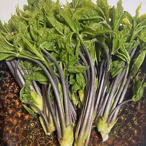 【期間限定・朝採れ直送】天然こしあぶら 岩手県産 山菜 生 100g｜春の味覚