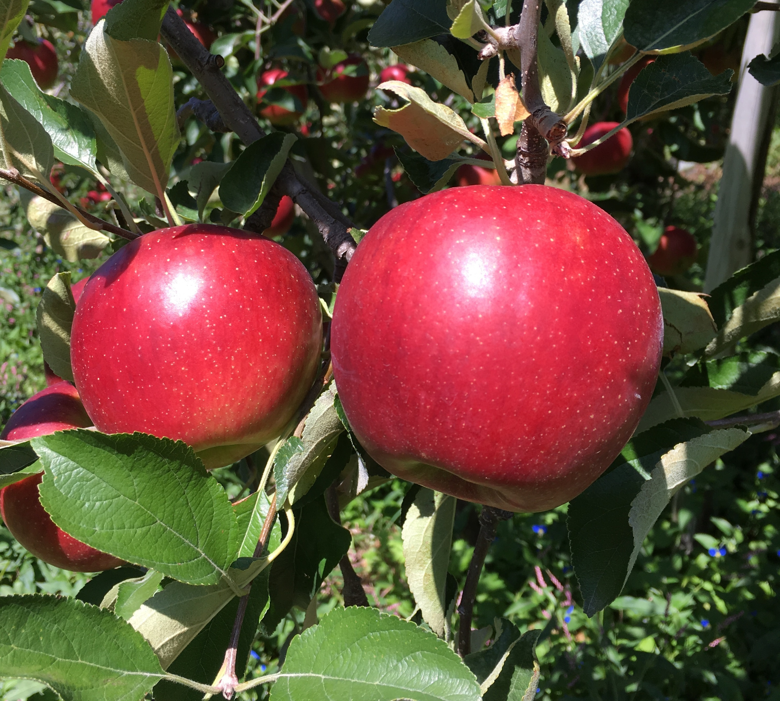 すぐ発送!紅玉❗️箱満タンで発送します!お菓子作りに最適♪ 信州りんご 紅玉 2kg箱