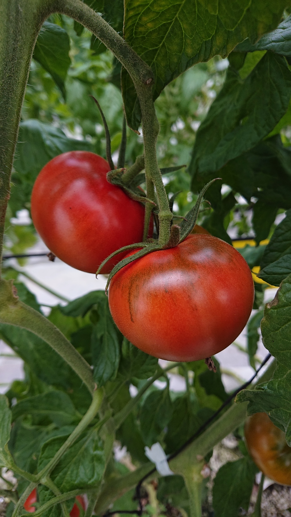 朝倉さんちの完熟フルーツトマト 農家漁師から産地直送の通販 ポケットマルシェ