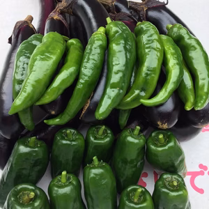 島高原栽培給食採用夏野菜セット