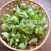 ふき味噌を作ろう！自然栽培ふきのとう【農薬不使用】