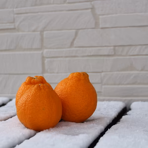 愛媛県西宇和産　家庭用　愛の香or不知火　