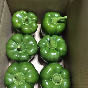 山形県産パプリカ緑（ジャンボピーマン）1ｋｇ