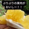 　河内晩かん　和のグレープフルーツ