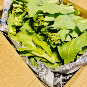 春の風味！白菜なばな800g 採れたてをお届け！