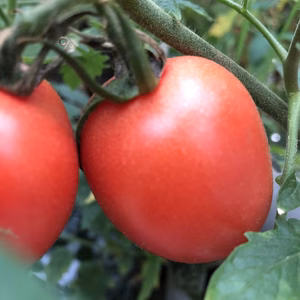 カラフルミックストマト