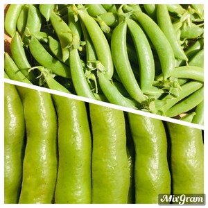 ＊期間限定＊　贅沢！旬のスナップエンドウ&ソラマメ詰め合わせ