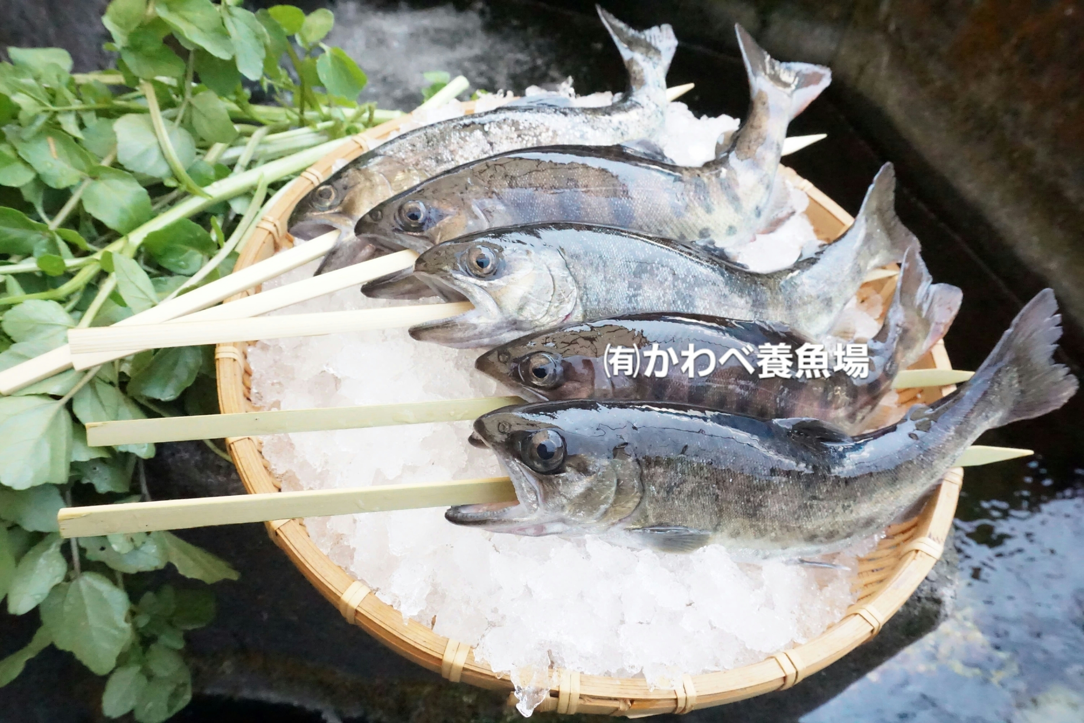 阿蘇から届くかわべの湧水やまめ 串あり10匹 冷凍 農家漁師から産地直送の通販 ポケットマルシェ