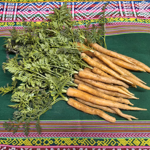 愛情たっぷり育てた寒締め葉つきスティックミニ人参