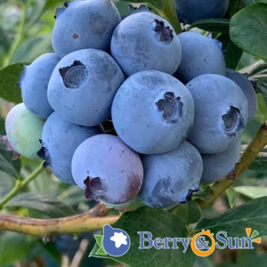 今旬の完熟ブルーベリー・品種ミックス 500g（125g×4パック）