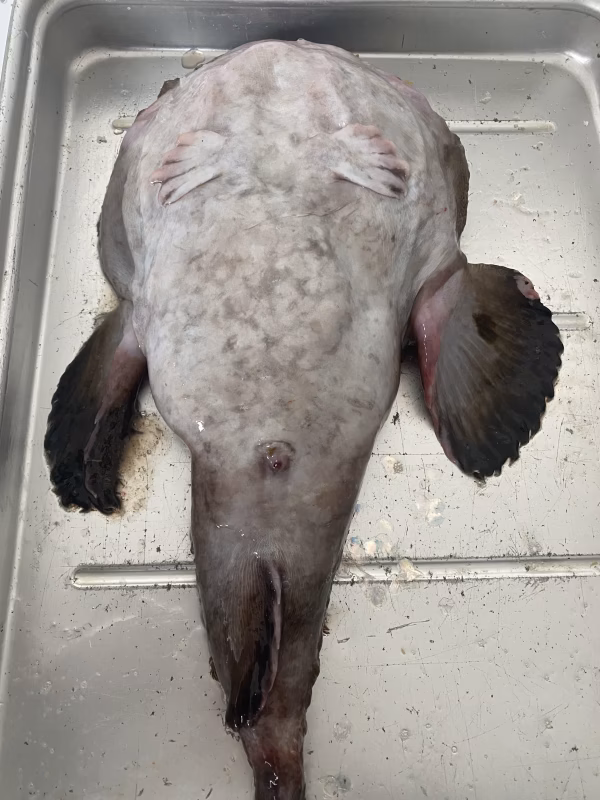 冷凍　活〆アンコウセット　鍋用　　1〜3人用