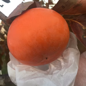 無くなったらおわり　岐阜県産  袋掛け富有柿  家庭用  12個前後
