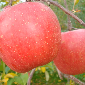 お歳暮冬ギフト　完熟サンふじ　大玉から中玉　贈答用　