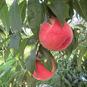 8月のオススメ桃。南アルプス市産の桃。