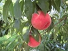 8月のオススメ桃。南アルプス市産の桃。