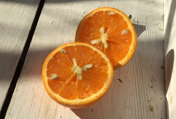 【和製オレンジ】清美オレンジ お試しの2キロ