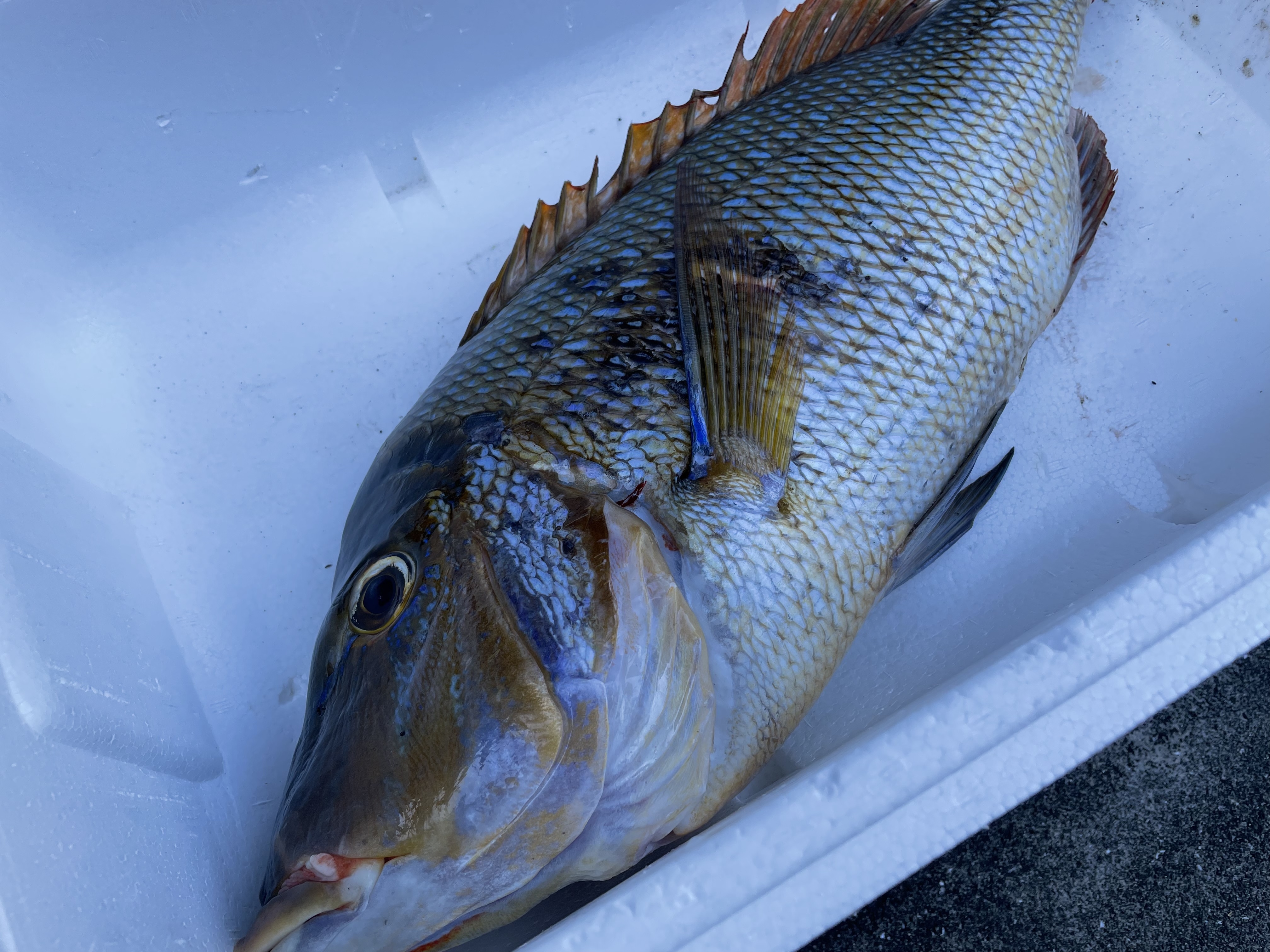 魚突き 動画あり 傷ありフエフキダイ2 9kg 鱗 内臓処理済み 農家漁師から産地直送の通販 ポケットマルシェ