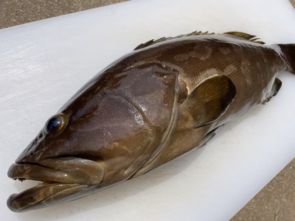 【松島産】※訳あり　天然クエ（2.3kg）