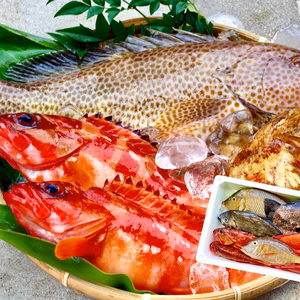 【夏季限定】宮崎の高級魚入セット｜8月末まで発送