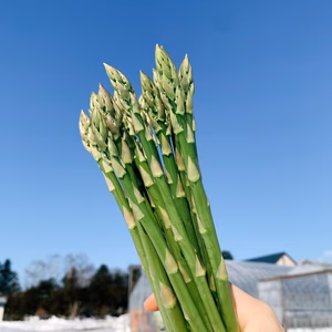 今が旬！最高糖度10度のアスパラ【Sサイズ】希少な伏せ込み栽培『凍晴』