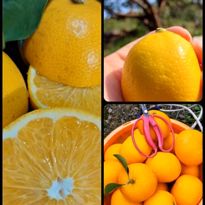 八朔＆甘夏&ちびレモン【ご家庭用】5 kg（箱込）
