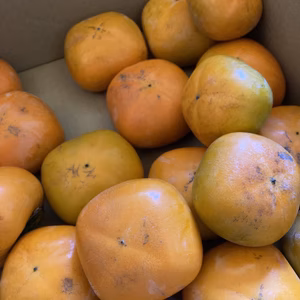 あんぱ柿用　完全渋柿刀根柿（5キロ箱込）※生では食べれません！！