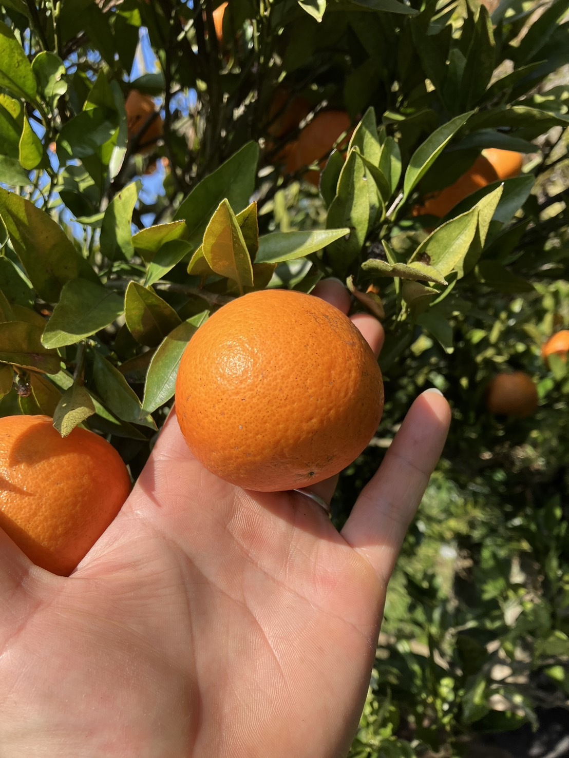 木なり完熟 おじいちゃんの紅八朔 4kg - 果物