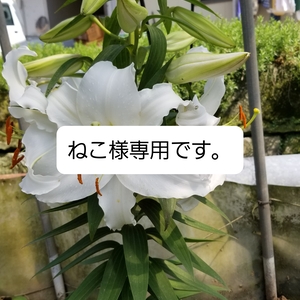 ねこ様専用です。