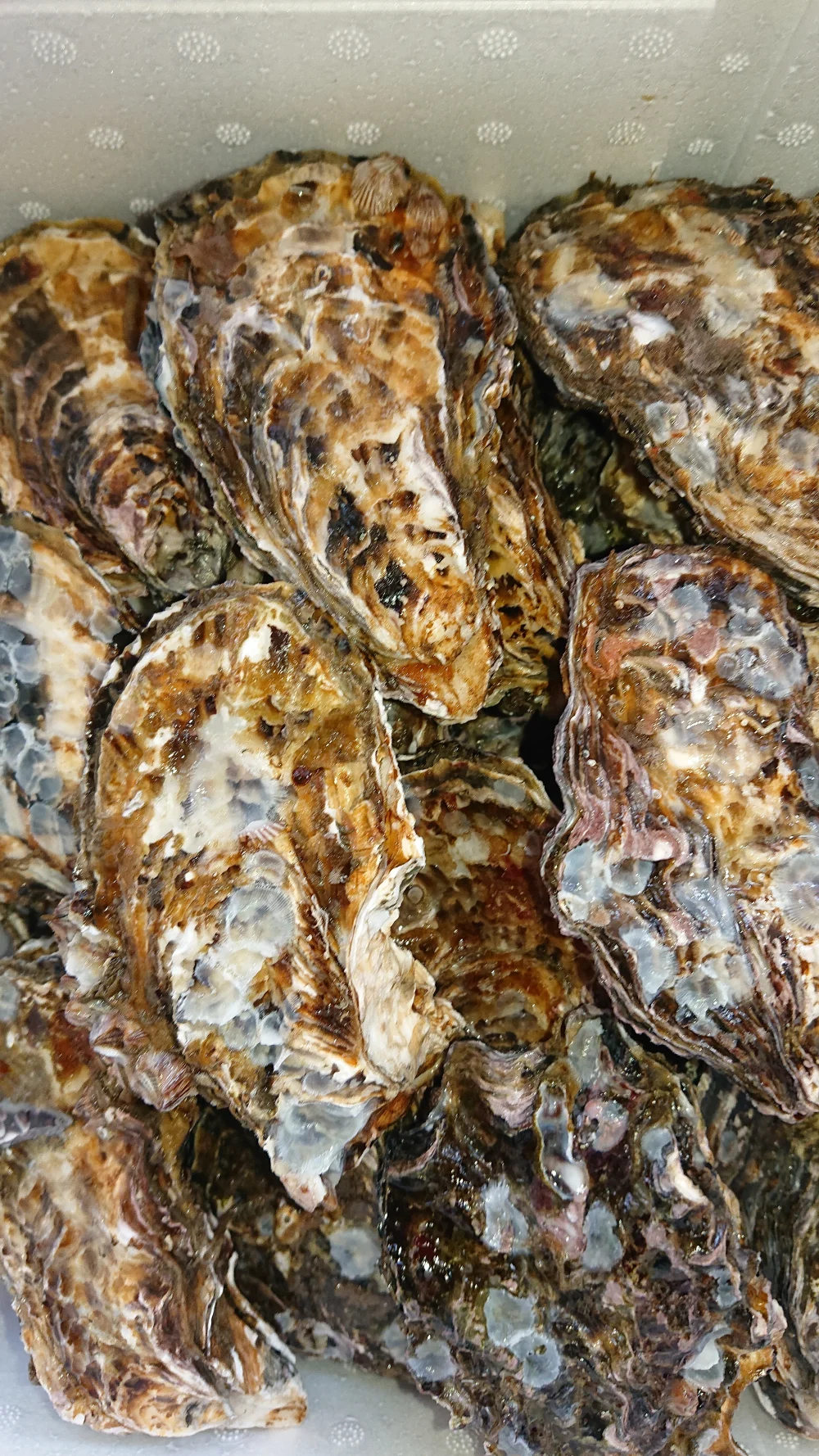 広島県音戸産 生食用むき身&加熱用殻付き牡蠣セット