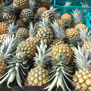 大容量！沖縄県産スナックパイン！12kg！