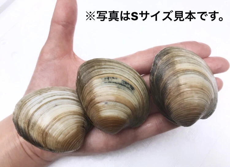 ホンビノス貝【5kg】