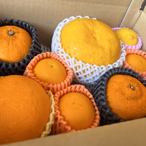 夏の柑橘ギフトセット【テスト販売】