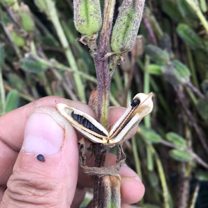 食育してみませんか？ひらけゴマ！