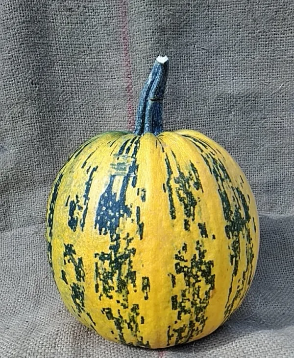 北海道栗山町産　かぼちゃの種（乾燥生）
