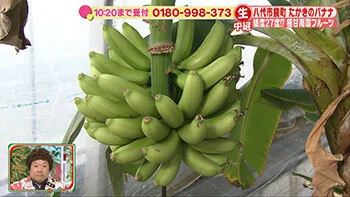 [農薬・化学肥料栽培期中不使用]たかきのバナナ1.5kg 約10本〜15本
