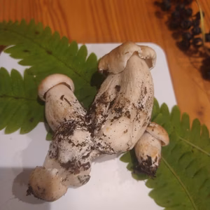 ◆今シーズン最後◆ニセコ産天然生ポルチーニ茸