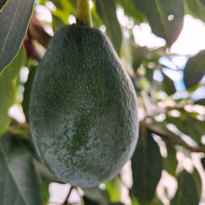 国産アボカド(ベーコン、ビンカートン各1個)