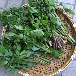 しどけ（もみじがさ）　山菜の王様！