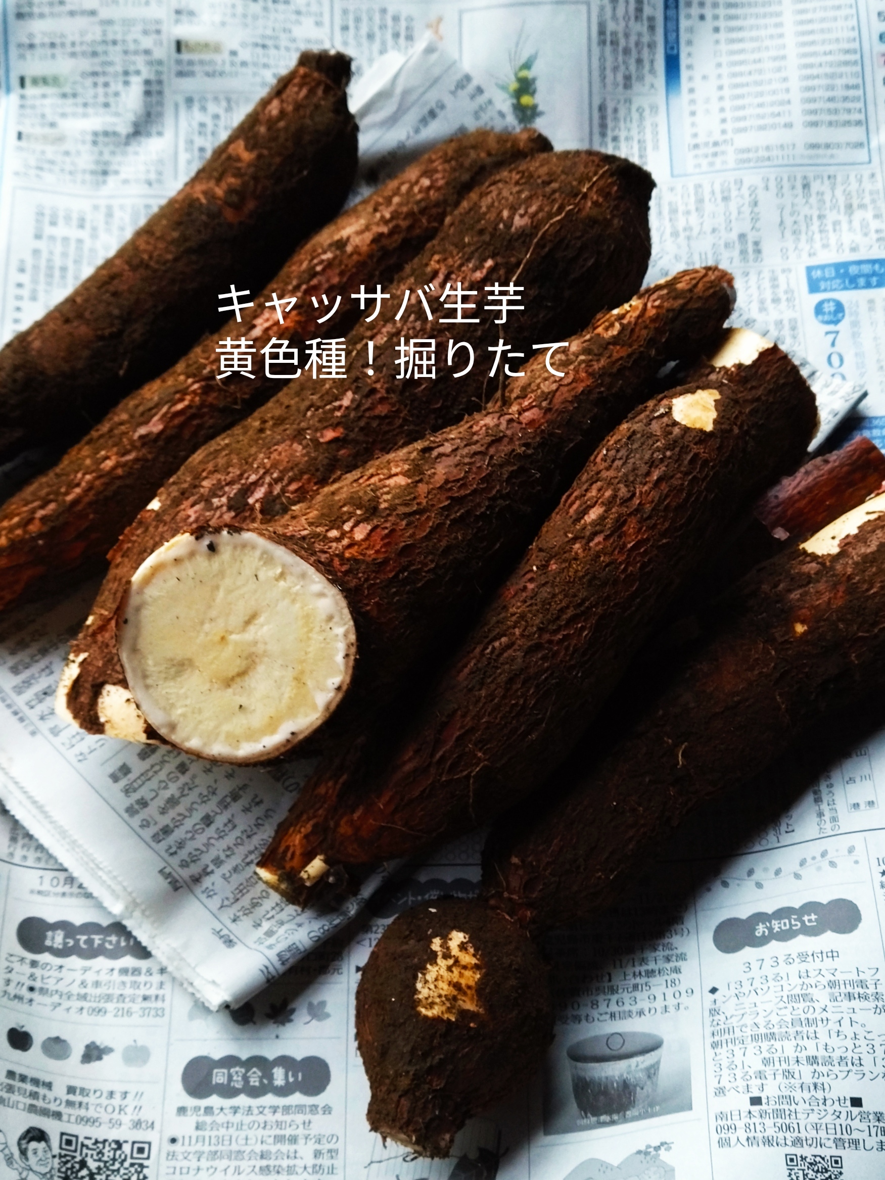 【採れたて直送】静岡県産の黄色甘味種キャッサバ芋20ｋｇ  #MANDIOCA 杏子2021プロフ必読 様専用】静岡県産の黄色甘味種キャッサバ芋