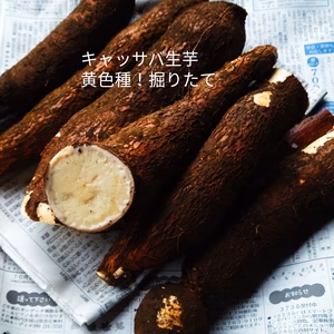 キャッサバ 生芋 黄色種 3kg