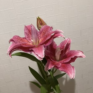 とても珍しい花粉なしの八重咲きユリ！