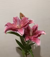 とても珍しい花粉なしの八重咲きユリ！