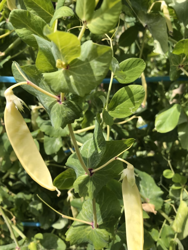 彩りに！黄色さやえんどう/期間中農薬不使用、有機肥料使用