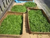 【ﾏｲﾎﾞﾄﾙｾｯﾄ】ﾏｲﾎﾞﾄﾙ緑茶・ﾏｲﾎﾞﾄﾙ紅茶