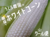 糖度21度超え！この美味しさにハマる！！朝採りホワイトコーン