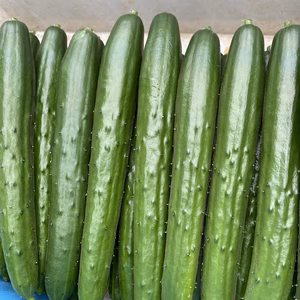 お得な夏価格！新鮮朝採り真っ直ぐきゅうり1.5kgまたは2kgつやつや美味しい